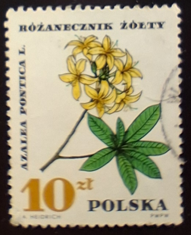 Polonia-cambio