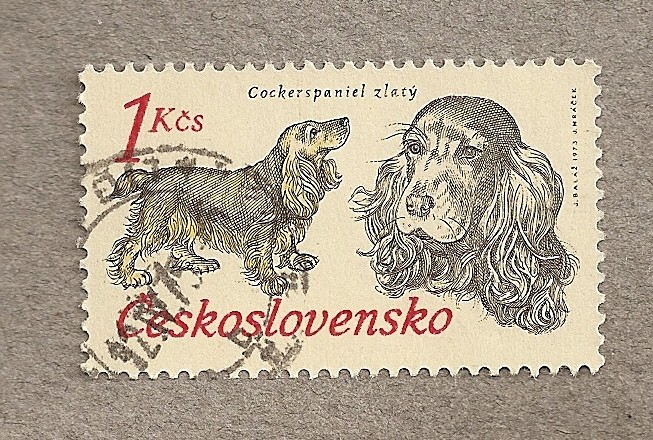 Perros de caza: Cocker spaniel