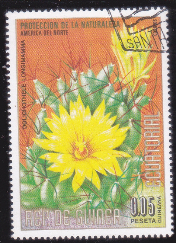 FLOR- AMERICA DEL NORTE
