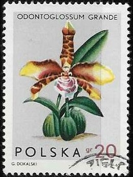 Polonia-cambio