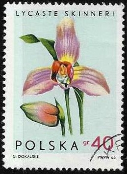Polonia-cambio