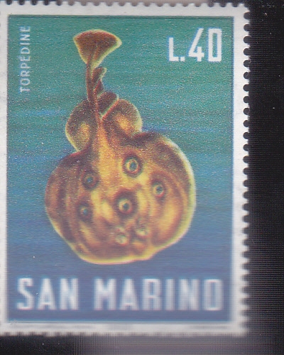 FAUNA MARINA- pez torpedo