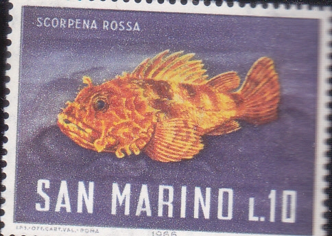 FAUNA MARINA-scorpena rosa