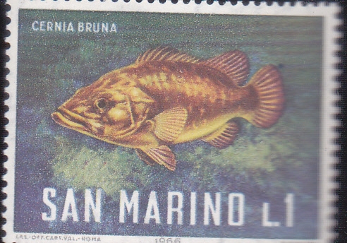 FAUNA MARINA-cernia bruna