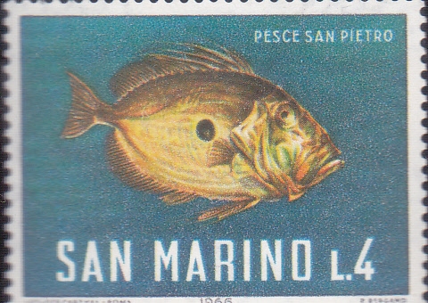 FAUNA MARINA- pez de San Pedro