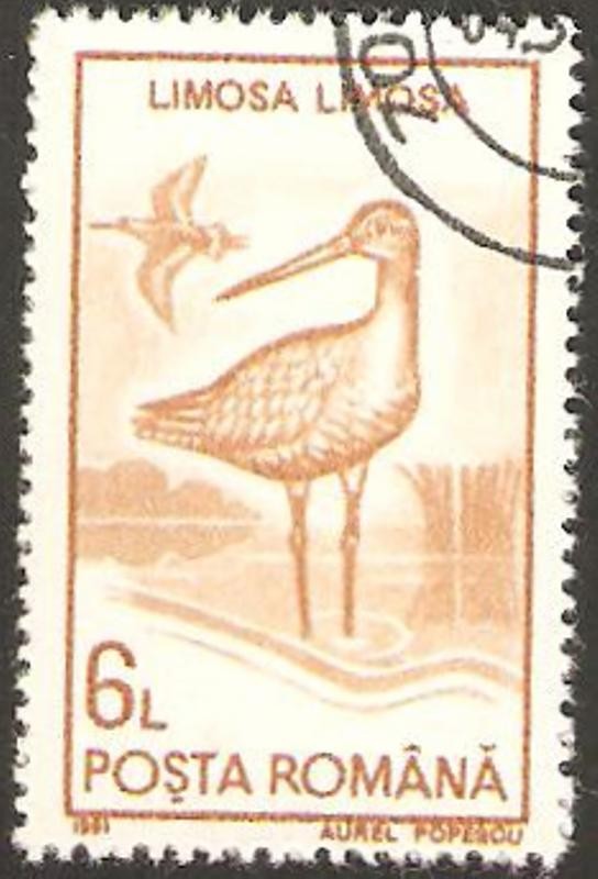 fauna, limosa limosa