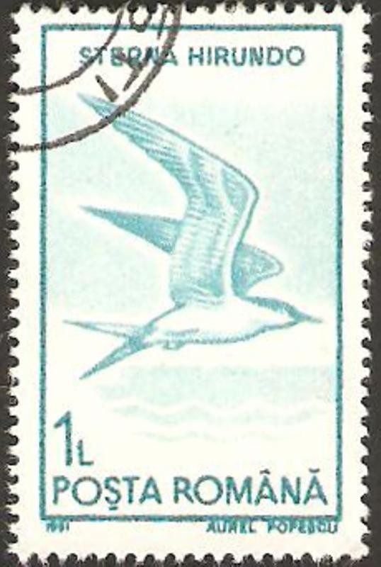 fauna, sterna hirundo