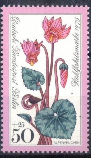 Beneficiencia: Flores alpinas - Ciclamen. 