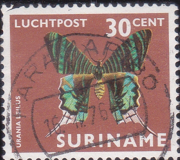 Mariposa