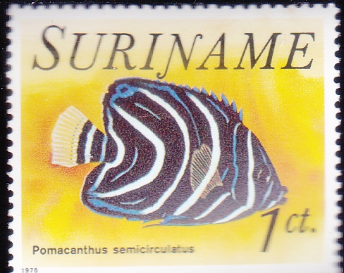 PEZ TROPICAL