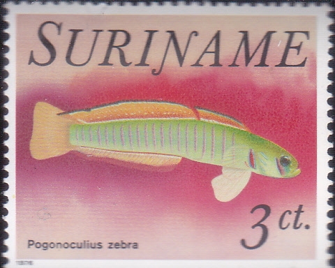 PEZ TROPICAL