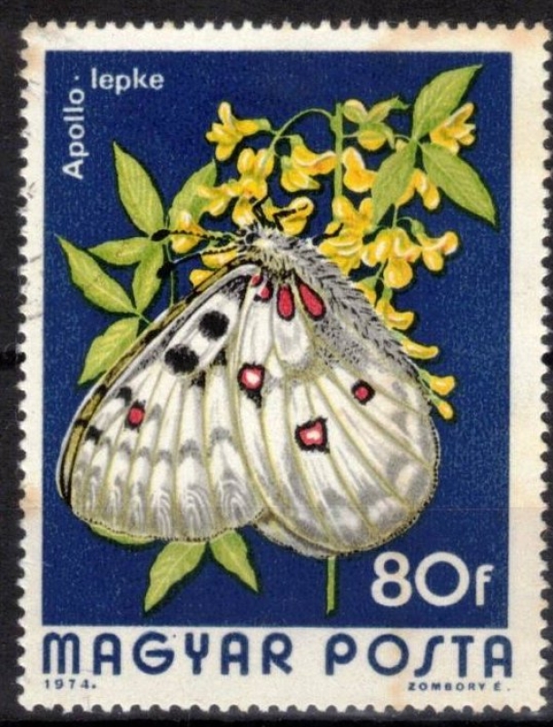 Mariposas - 