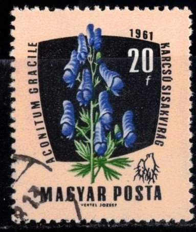 Plantas medicinales. 