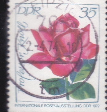 FLOR- ROSA
