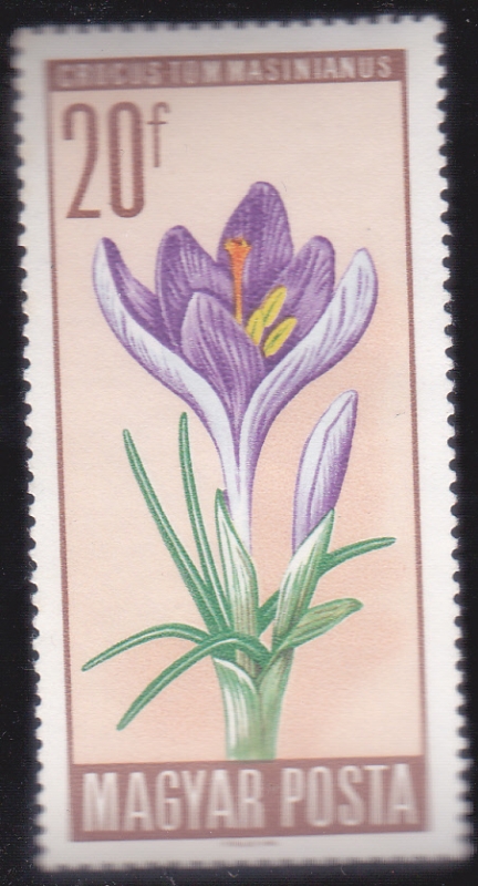 FLORES