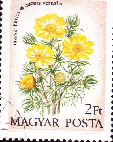 FLORES-