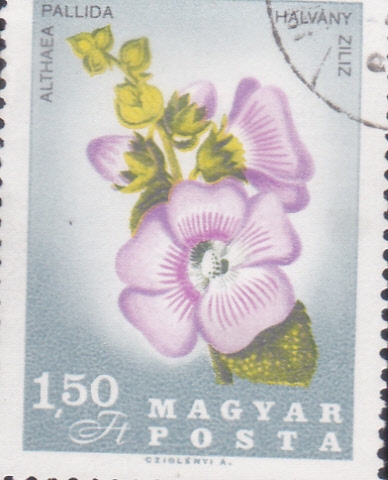 FLORES