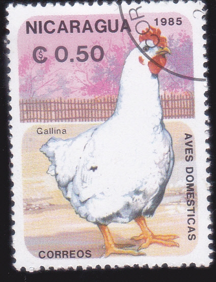 AVES DOMESTICAS- gallina