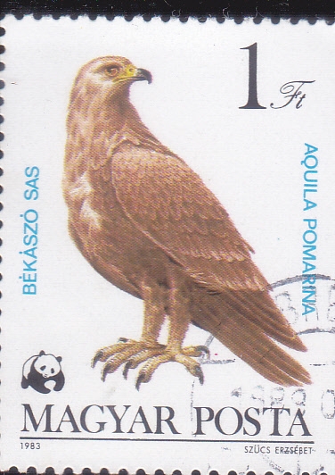 AGUILA