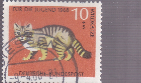 gato