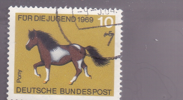 pony