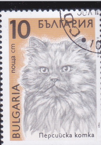 GATOS DE RAZA