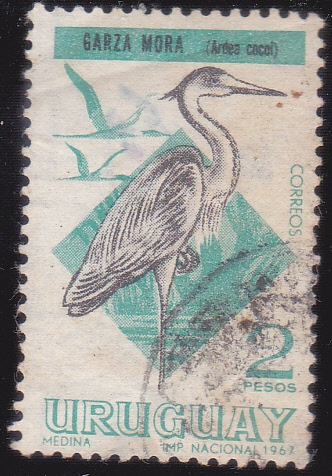 GARZA MORA