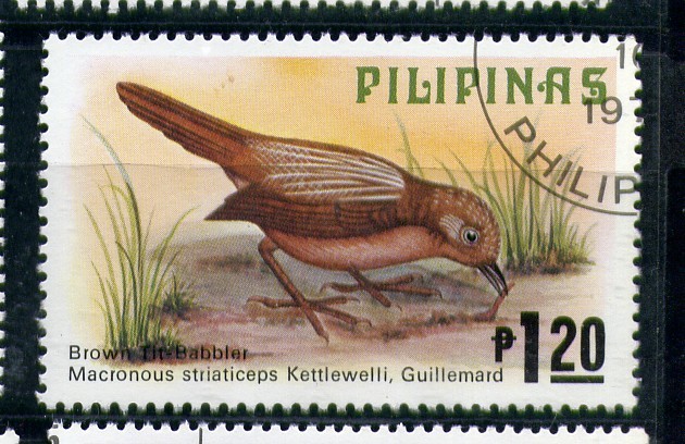 Tit-babbler