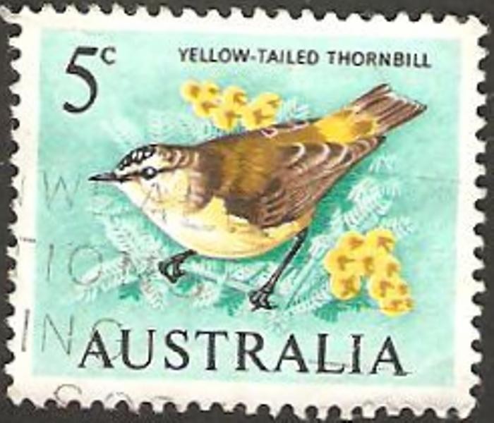 fauna, tailed thornbill yellow