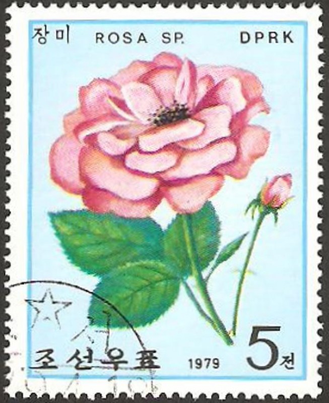 flor una rosa