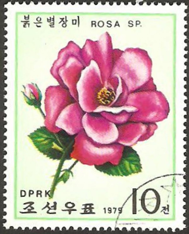 flora, rosa