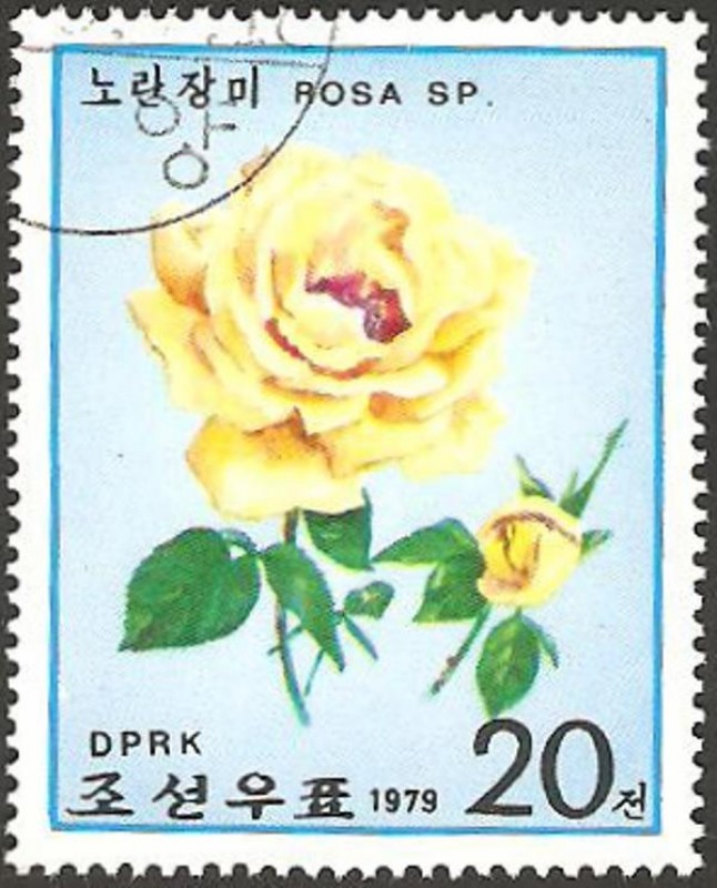 flora, rosa