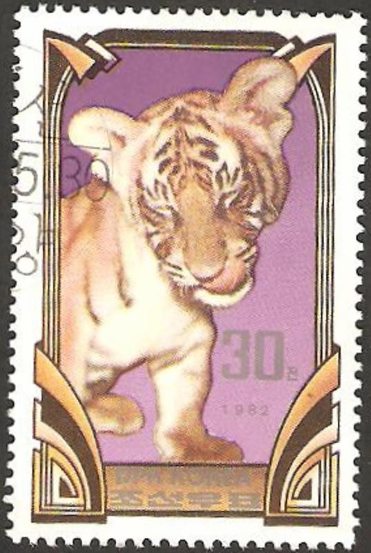 fauna, tigre