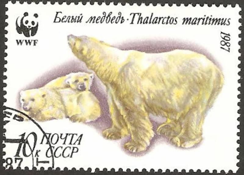 WWF - oso, thalarctos maritimus