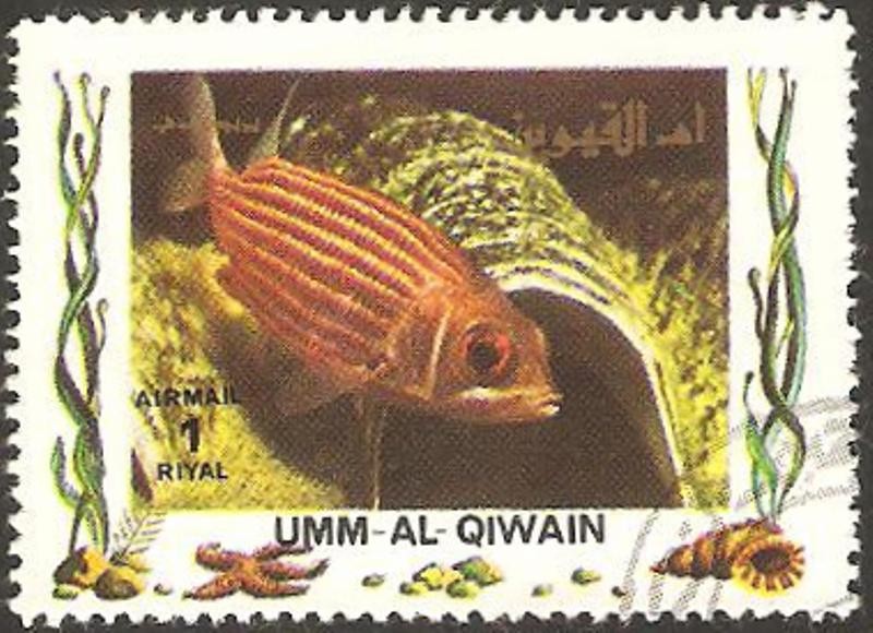 umm al qiwain, fauna, pez