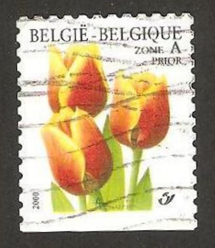flora, tulipan