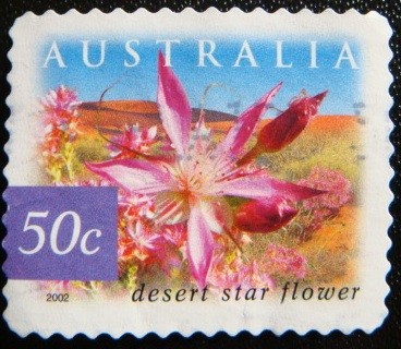 Desert star flower