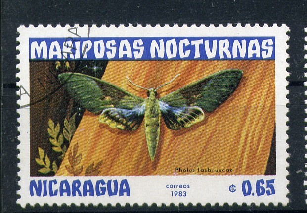 serie- Mariposas nocturnas