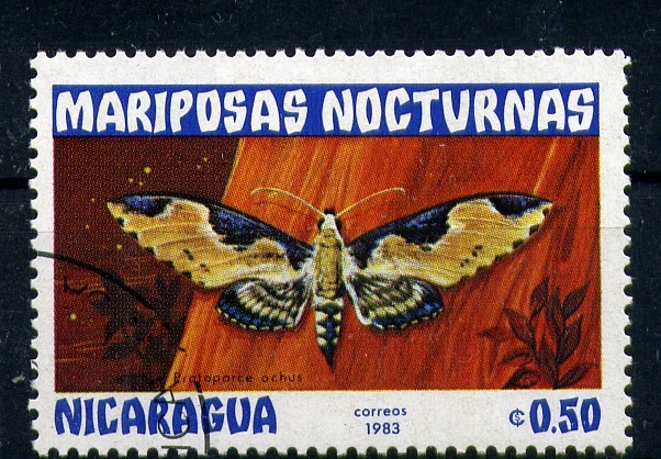 serie- Mariposas nocturnas