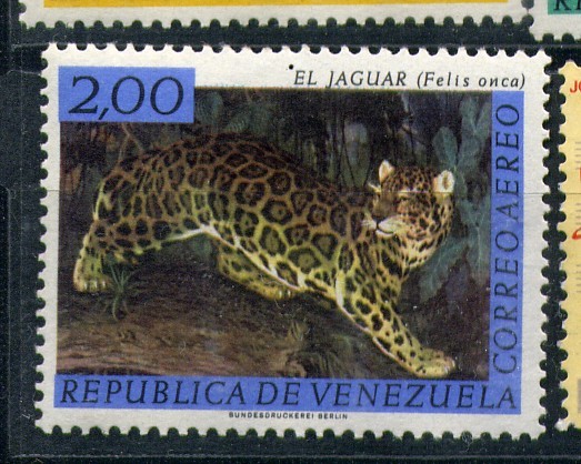 Jaguar