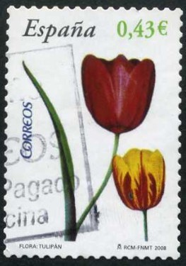 Flora: Tulipán