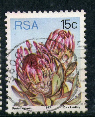 serie- Protea eximia