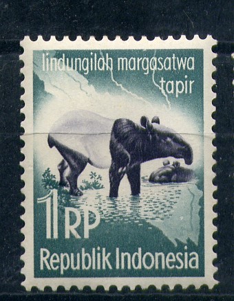 Tapir