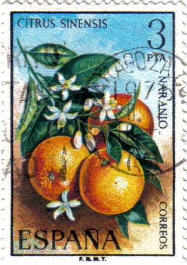Flora Naranjo