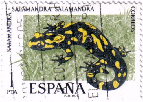 Fauna Hispanica Salamandra