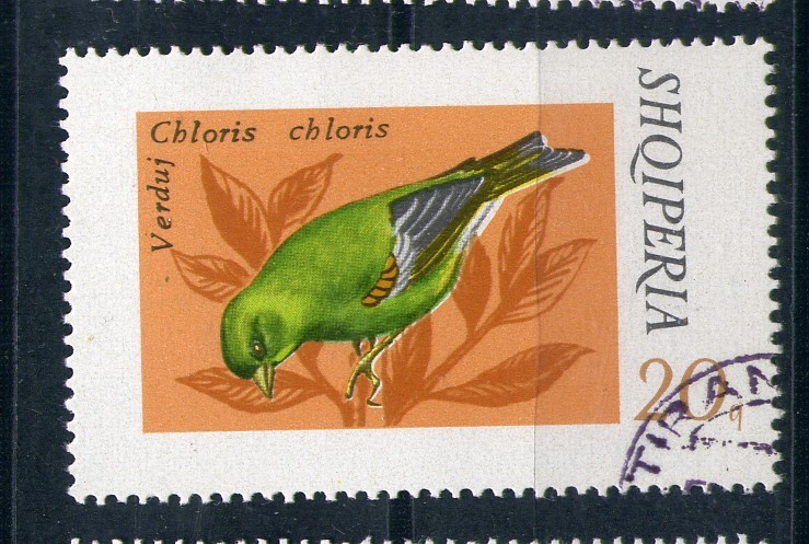 Chloris Chloris