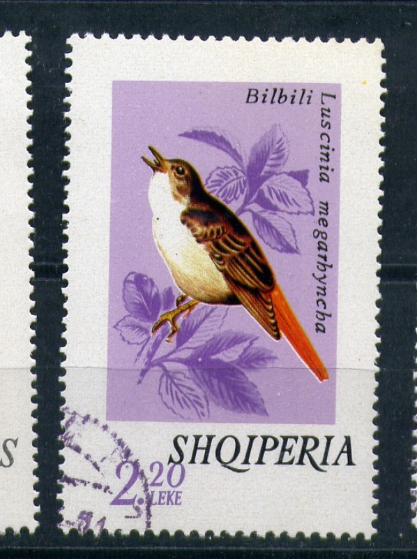 Luscinia Megarbyncha