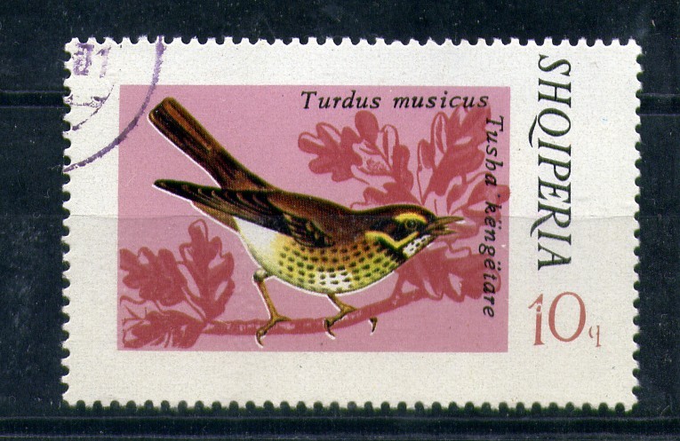 Turdus Musicus