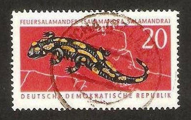 salamandra