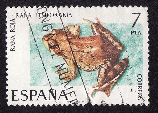 RANA ROJA